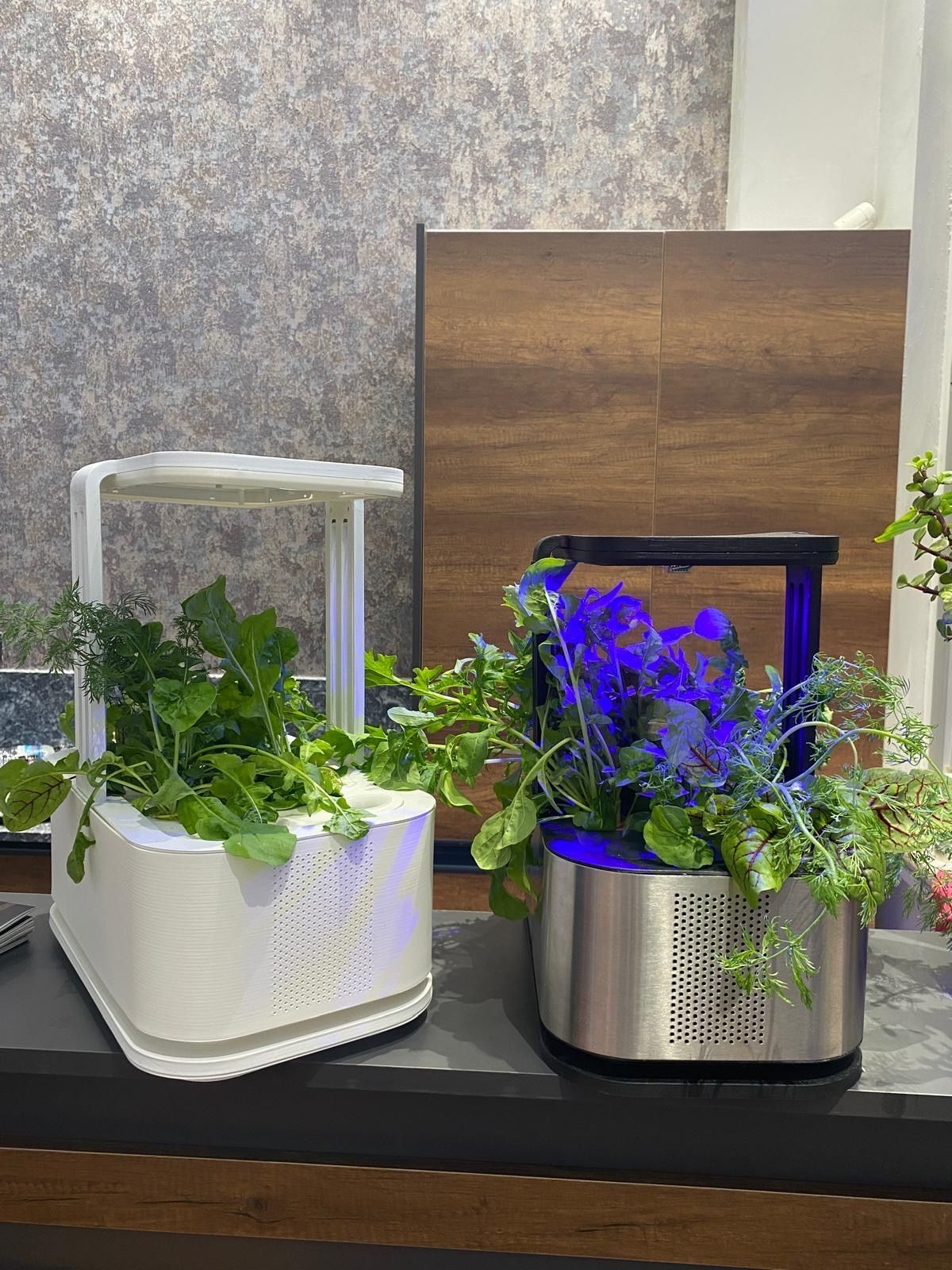Rhodark black and white prototype comparison with plants